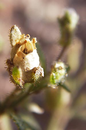 Chaenorhinum minus \ Kleiner Orant / Small Toadflax, D Heidelberg 23.7.2012