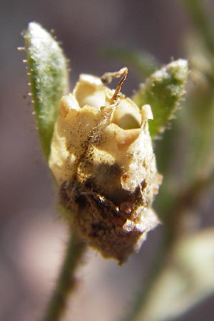 Chaenorhinum minus \ Kleiner Orant / Small Toadflax, D Heidelberg 23.7.2012