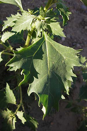 Chenopodium rhombifolium \ Sgeblttriger Gnsefu / Serrate-Leaved Goosefoot, D Heidelberg 22.8.2012