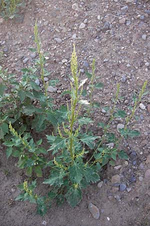 Chenopodium rhombifolium \ Sgeblttriger Gnsefu / Serrate-Leaved Goosefoot, D Heidelberg 4.9.2012