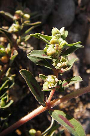 Chamaesyce maculata \ Gefleckte Wolfsmilch / Spotted Spurge, Spotted Sandmat, D Mannheim 7.9.2012
