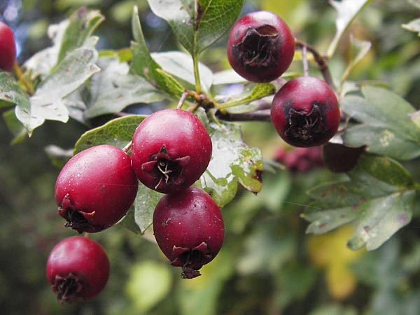 Crataegus monogyna \ Eingriffeliger Weidorn / Hawthorn, D Groß-Gerau 27.9.2012