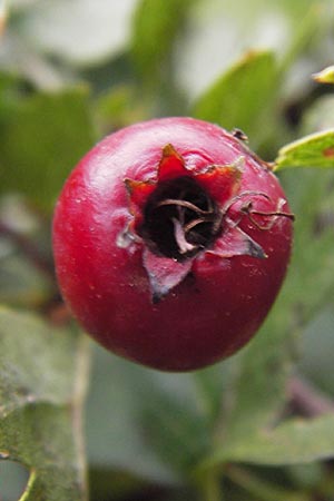 Crataegus monogyna \ Eingriffeliger Weidorn / Hawthorn, D Groß-Gerau 27.9.2012