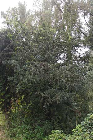 Crataegus monogyna \ Eingriffeliger Weidorn / Hawthorn, D Groß-Gerau 27.9.2012