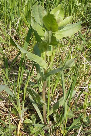 Cerinthe minor \ Kleine Wachsblume / Lesser Honeywort, D Ostheim vor der Rhön 5.5.2013
