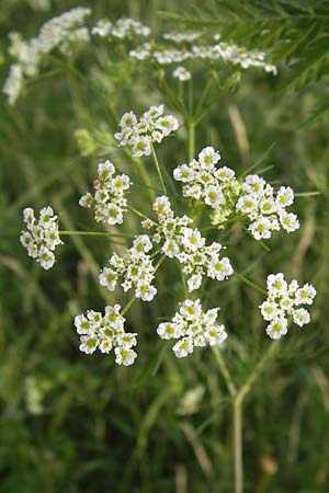 Conium maculatum \ Gefleckter Schierling, Flecken-Schierling / Hemlock, D Mannheim 20.6.2013