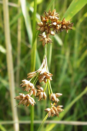 Cladium mariscus \ Schneid-Ried / Great Fen Sedge, D Philippsburg 25.7.2013