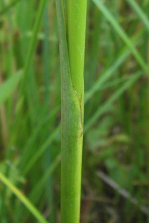 Cladium mariscus \ Schneid-Ried / Great Fen Sedge, D Philippsburg 25.7.2013