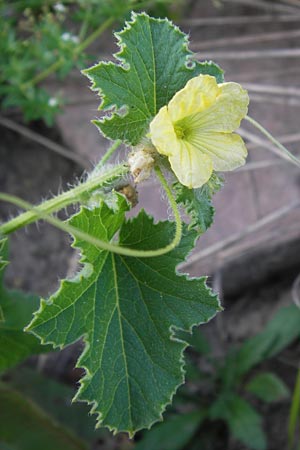 Cucumis melo \ Zucker-Melone, Honig-Melone / Musk Melon, D Mannheim 3.9.2013