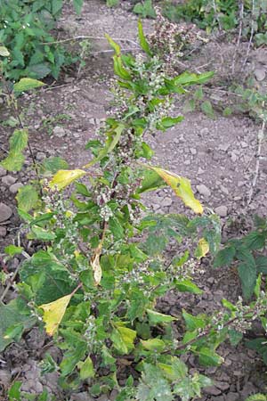 Chenopodium rhombifolium \ Sgeblttriger Gnsefu / Serrate-Leaved Goosefoot, D Mannheim 25.9.2013