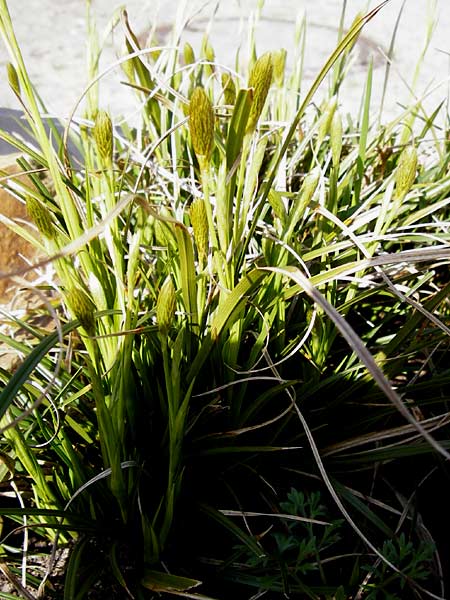 Carex michelii \ Micheli-Segge / Micheli Sedge, D Obernzell an der Donau 30.3.2014