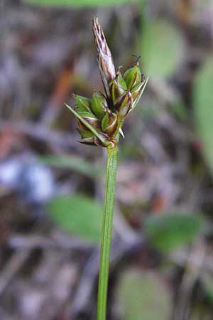 Carex montana \ Berg-Segge / Mountain Sedge, Soft-Leaved Sedge, D Zwiesel 9.6.2014