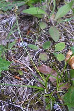 Carex montana \ Berg-Segge / Mountain Sedge, Soft-Leaved Sedge, D Zwiesel 9.6.2014