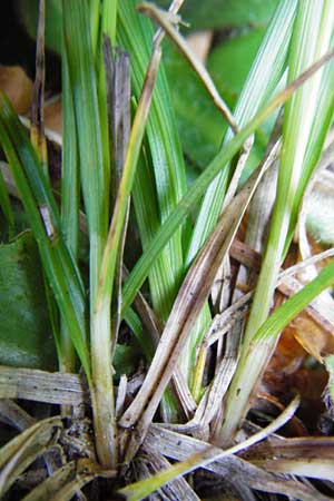 Carex montana \ Berg-Segge / Mountain Sedge, Soft-Leaved Sedge, D Zwiesel 9.6.2014