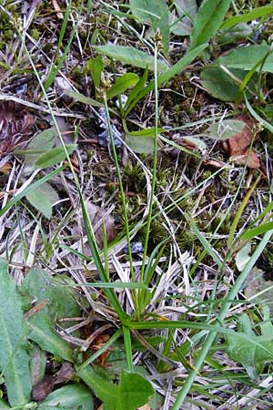 Carex montana \ Berg-Segge / Mountain Sedge, Soft-Leaved Sedge, D Zwiesel 9.6.2014