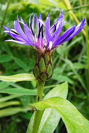 Centaurea montana \ Berg-Flockenblume, Berg-Kornblume / Perennial Cornflower, D Irndorfer Hardt 8.7.2014