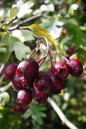 Crataegus monogyna \ Eingriffeliger Weidorn / Hawthorn, D Bensheim 1.10.2014