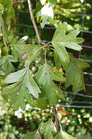 Crataegus monogyna \ Eingriffeliger Weidorn / Hawthorn, D Bensheim 1.10.2014