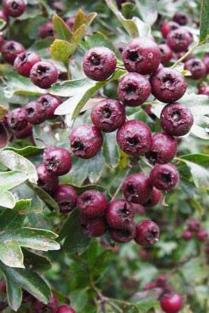 Crataegus monogyna \ Eingriffeliger Weidorn / Hawthorn, D Bensheim 1.10.2014