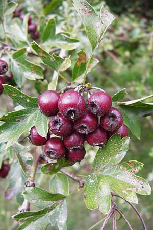Crataegus monogyna \ Eingriffeliger Weidorn / Hawthorn, D Bensheim 3.10.2014