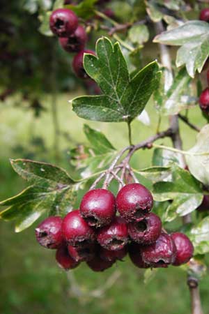 Crataegus monogyna \ Eingriffeliger Weidorn / Hawthorn, D Bensheim 3.10.2014