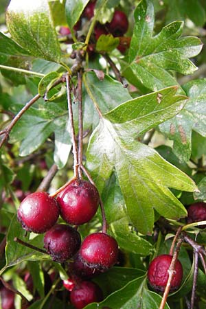 Crataegus monogyna \ Eingriffeliger Weidorn / Hawthorn, D Bensheim 3.10.2014