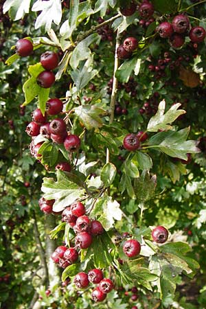 Crataegus monogyna \ Eingriffeliger Weidorn / Hawthorn, D Bensheim 3.10.2014