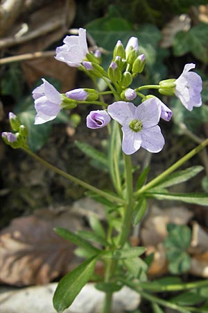 Cardamine pratensis var. nemorosa \ Wald-Wiesenschaumkraut / Wood Cuckooflower, D Neckarzimmern 11.4.2010