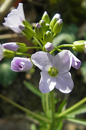 Cardamine pratensis var. nemorosa \ Wald-Wiesenschaumkraut / Wood Cuckooflower, D Neckarzimmern 11.4.2010