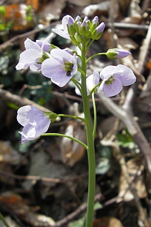 Cardamine pratensis var. nemorosa \ Wald-Wiesenschaumkraut / Wood Cuckooflower, D Neckarzimmern 11.4.2010