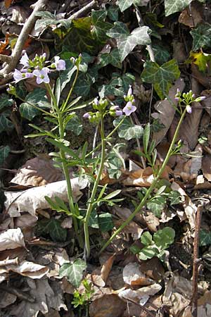 Cardamine pratensis var. nemorosa \ Wald-Wiesenschaumkraut / Wood Cuckooflower, D Neckarzimmern 11.4.2010