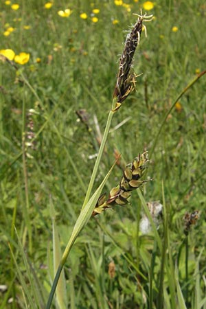Carex panicea \ Hirse-Segge / Carnation Sedge, D Rhön, Wasserkuppe 30.5.2012