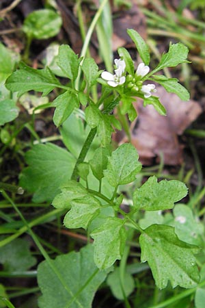 Cardamine flexuosa \ Wald-Schaumkraut / Wavy Bitter-Cress, D Eberbach 21.7.2012