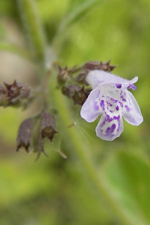 Clinopodium einseleanum \ sterreicher Bergminze / Einsele's Calamint, D Heidelberg 30.7.2012