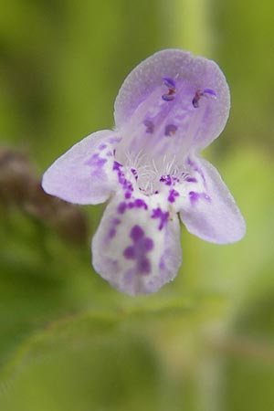 Clinopodium einseleanum \ sterreicher Bergminze / Einsele's Calamint, D Heidelberg 30.7.2012