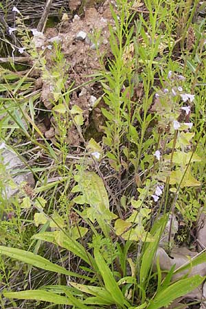 Clinopodium einseleanum \ sterreicher Bergminze / Einsele's Calamint, D Heidelberg 30.7.2012