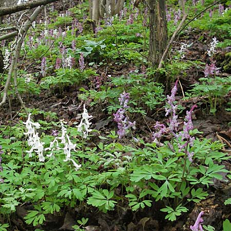Corydalis cava \ Hohler Lerchensporn / Hollow-Root, D Mosbach 14.4.2006
