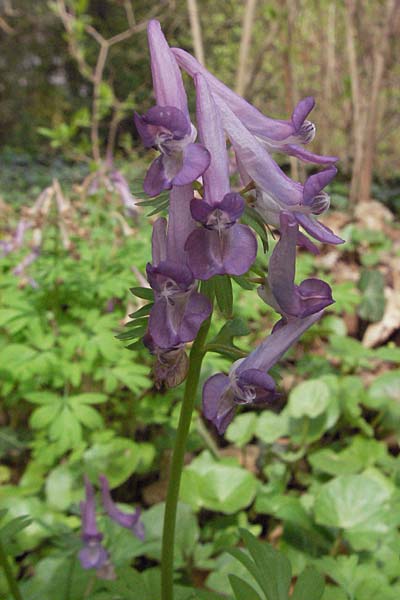 Corydalis solida \ Fester Lerchensporn, Gefingerter Lerchensporn / Bird in a Bush, D Weinheim an der Bergstraße 15.4.2006