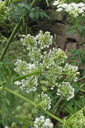 Conium maculatum \ Gefleckter Schierling, Flecken-Schierling / Hemlock, D Neuleiningen 16.6.2006
