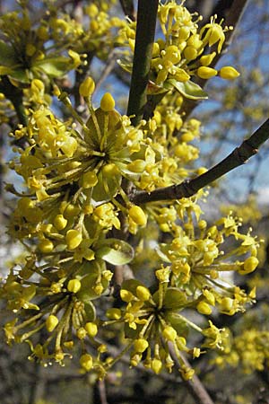 Cornus mas \ Kornelkirsche / Cornelian Cherry, D Mannheim 4.3.2007