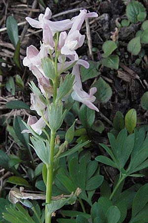 Corydalis solida \ Fester Lerchensporn, Gefingerter Lerchensporn / Bird in a Bush, D Weinheim an der Bergstraße 28.3.2007