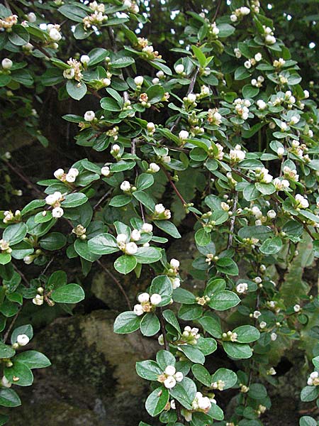 Cotoneaster horizontalis \ Korallenstrauch, Fchermispel / Wall Cotoneaster, D Botan. Gar.  Universit.  Heidelberg 18.4.2007