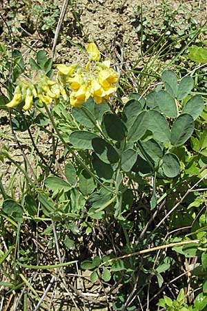 Coronilla coronata \ Berg-Kronwicke / Scorpion Vetch, D Karlstadt 16.6.2007