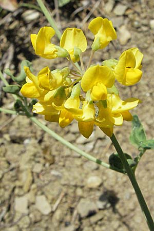 Coronilla coronata \ Berg-Kronwicke / Scorpion Vetch, D Karlstadt 16.6.2007