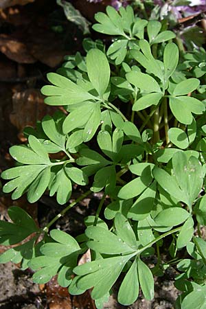 Corydalis solida \ Fester Lerchensporn, Gefingerter Lerchensporn / Bird in a Bush, D Weinheim an der Bergstraße 15.3.2008