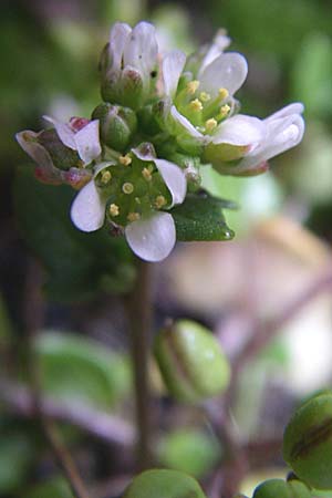 Cochlearia danica \ Dnisches Lffelkraut / Danish Scurvy-Grass, D Mannheim 22.4.2008