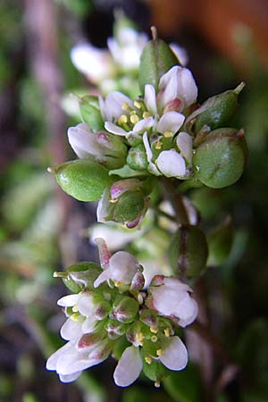 Cochlearia danica \ Dnisches Lffelkraut / Danish Scurvy-Grass, D Mannheim 22.4.2008