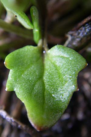 Cochlearia danica \ Dnisches Lffelkraut / Danish Scurvy-Grass, D Mannheim 22.4.2008