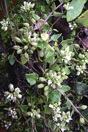 Cochlearia danica \ Dnisches Lffelkraut / Danish Scurvy-Grass, D Mannheim 22.4.2008