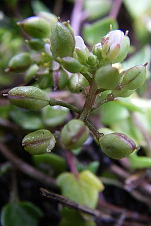 Cochlearia danica \ Dnisches Lffelkraut / Danish Scurvy-Grass, D Mannheim 22.4.2008